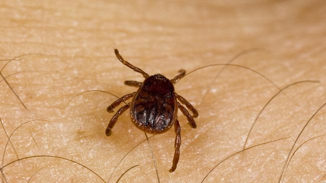 New bacteria found in ticks, echidnas Perth Now