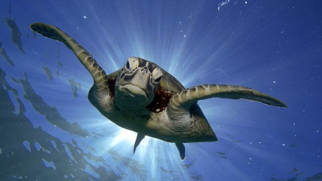 The Sea Turtle Foundation and James Cook University host