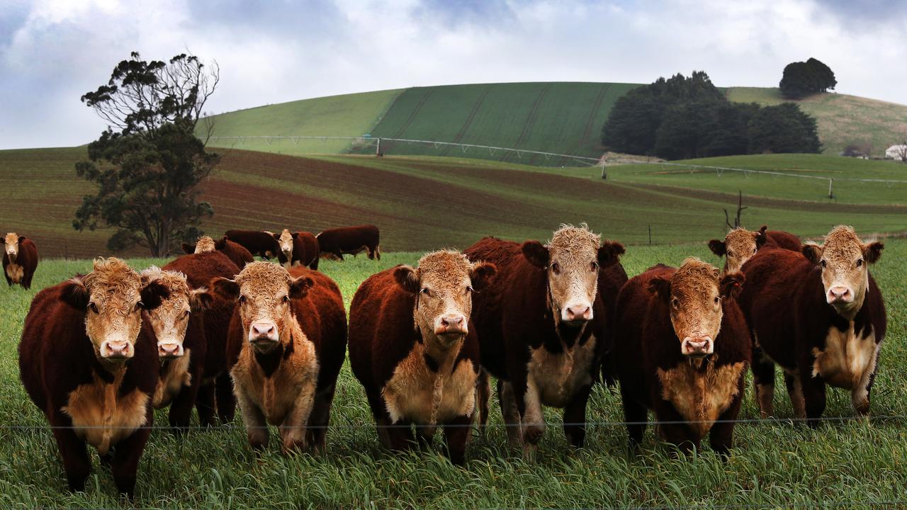 Cattle market Price gap between grinding beef and cull cows widens