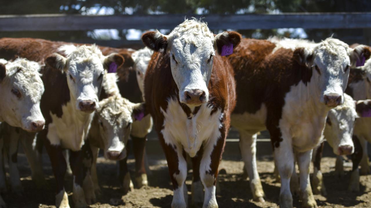Prime cattle Cattle markets decline after strong season The Weekly Times