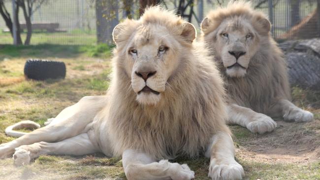 Cuddle up to the lions at Mansfield Zoo during a sleepover in the