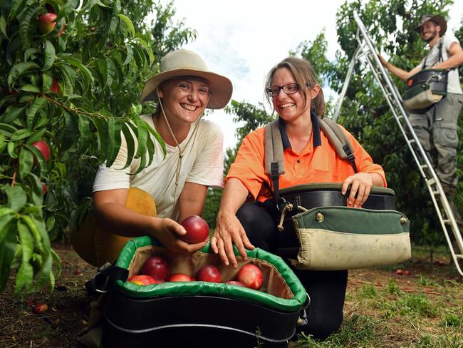 Foreign workers continue to seek seasonal Riverland work despite