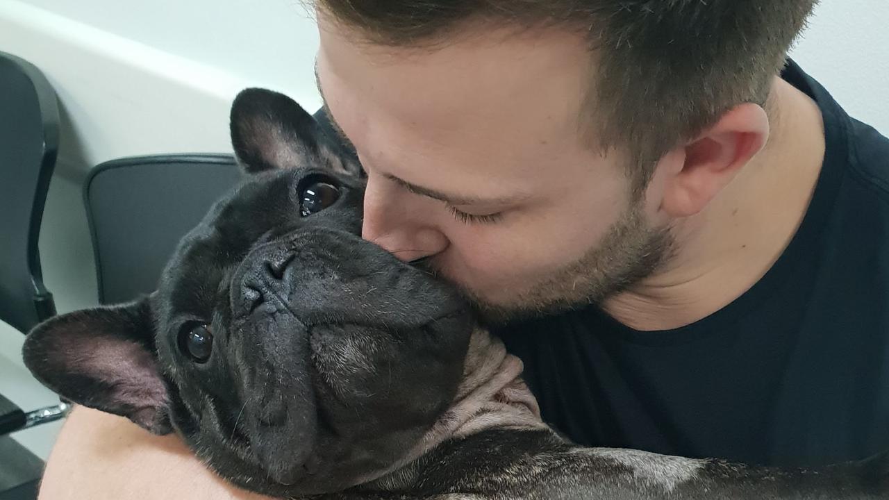 French bulldogs dying from heat stroke because of dodgy breeders