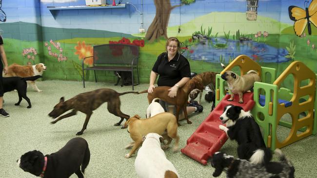 Brisbane doggy day care and pet minding services cash in as our love