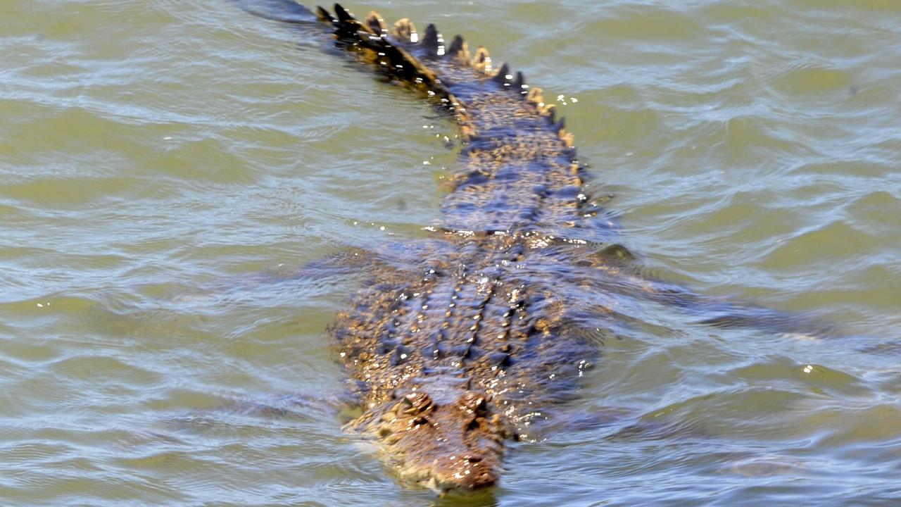 Strand crocodile Trap set on Townsville beach by wildlife officers