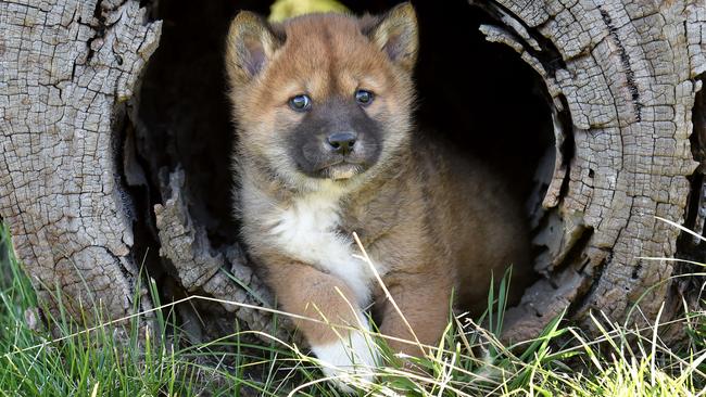 Get up close and cuddle a dingo pup at the Dingo Discovery Sanctuary