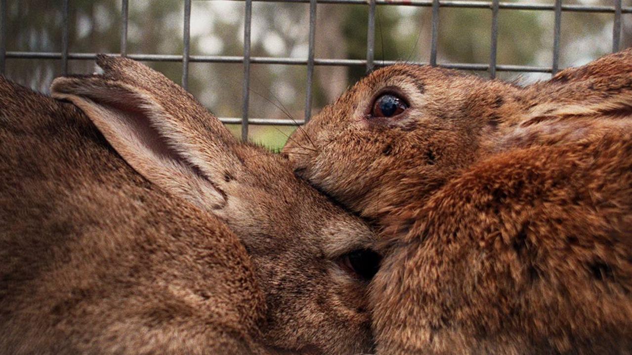 Tweed calicivirus release sees rabbit owners warned Gold