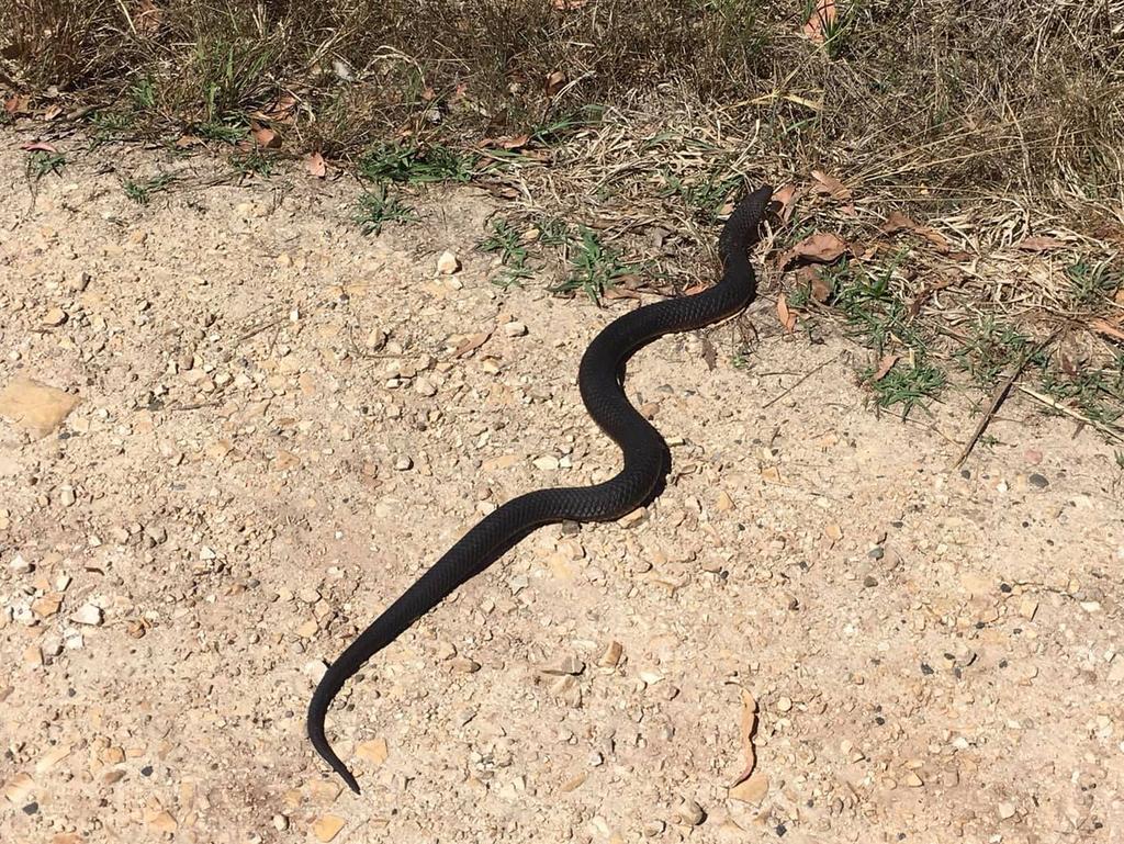 Snake in Tasmania gets head stuck in Jack Daniels can, has
