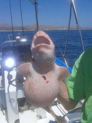 Creature from the deep is albino swell shark NT News