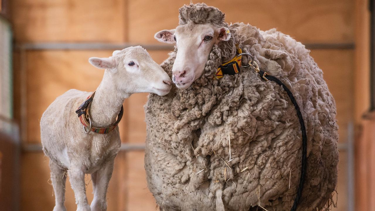 Fashion website bans wool over claims sheep shearing is cruel