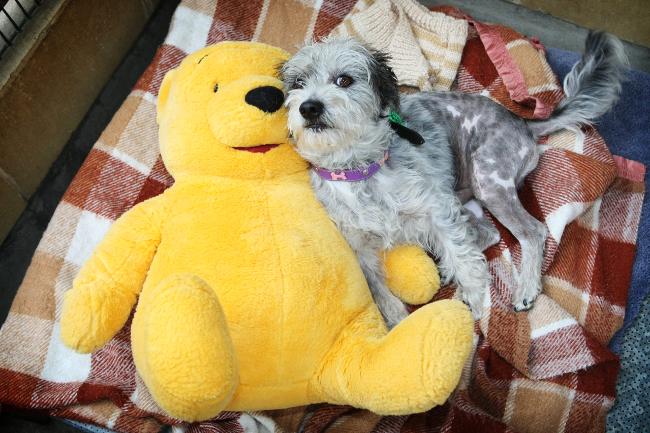 RSPCA Dogs Daily Telegraph