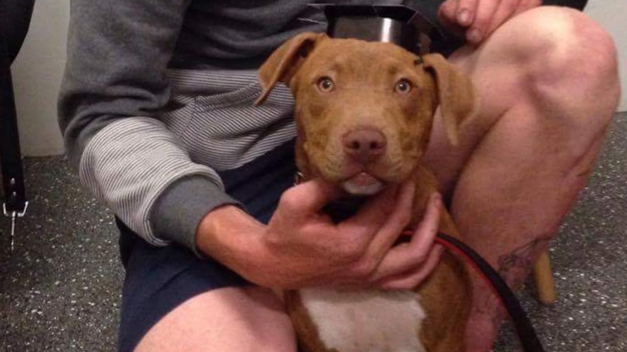 Pet dog dies in family home blaze at Yatala, Gold Coast Gold Coast