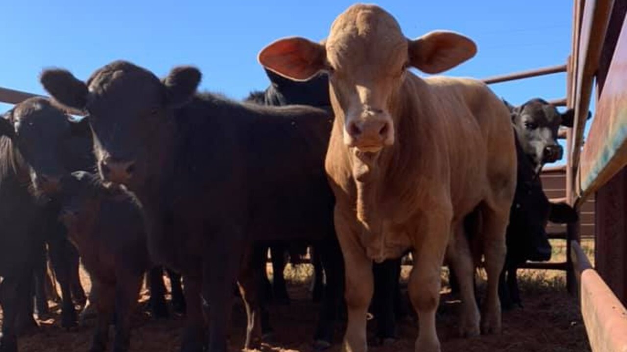 Billionaires stampede for the cattle station