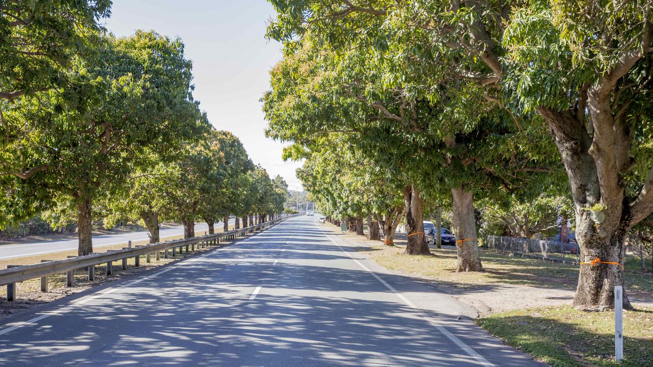 Mango Hill’s historic trees to be moved Quest News