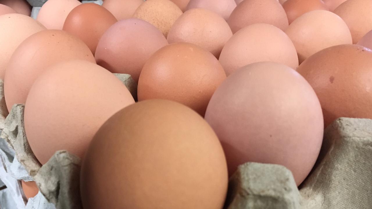 Egg recall as 23 people diagnosed with salmonella Daily Telegraph