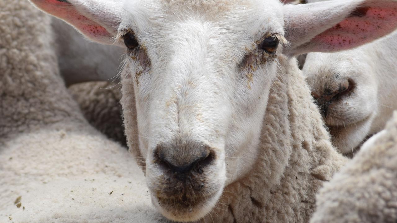 Animal cruelty SA sheep shearer guilty of animal cruelty in Victorian