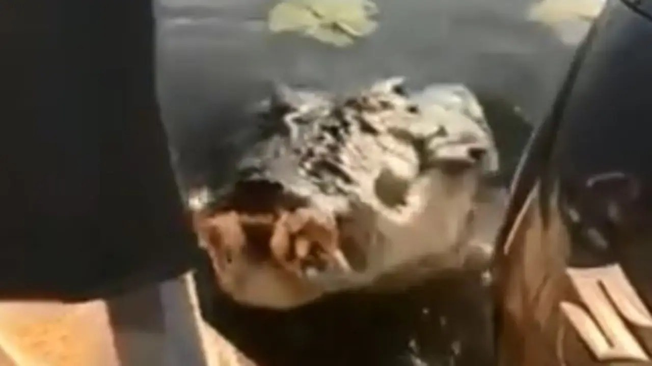 Terror as huge crocodile attacks boat NT News