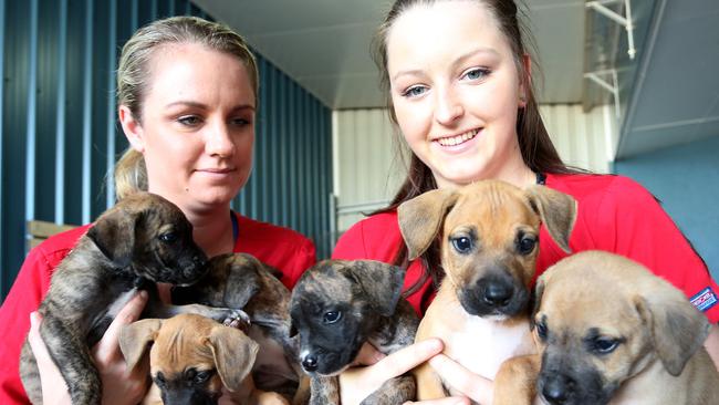 White Rock backyard puppies prompts desexing call Cairns Post