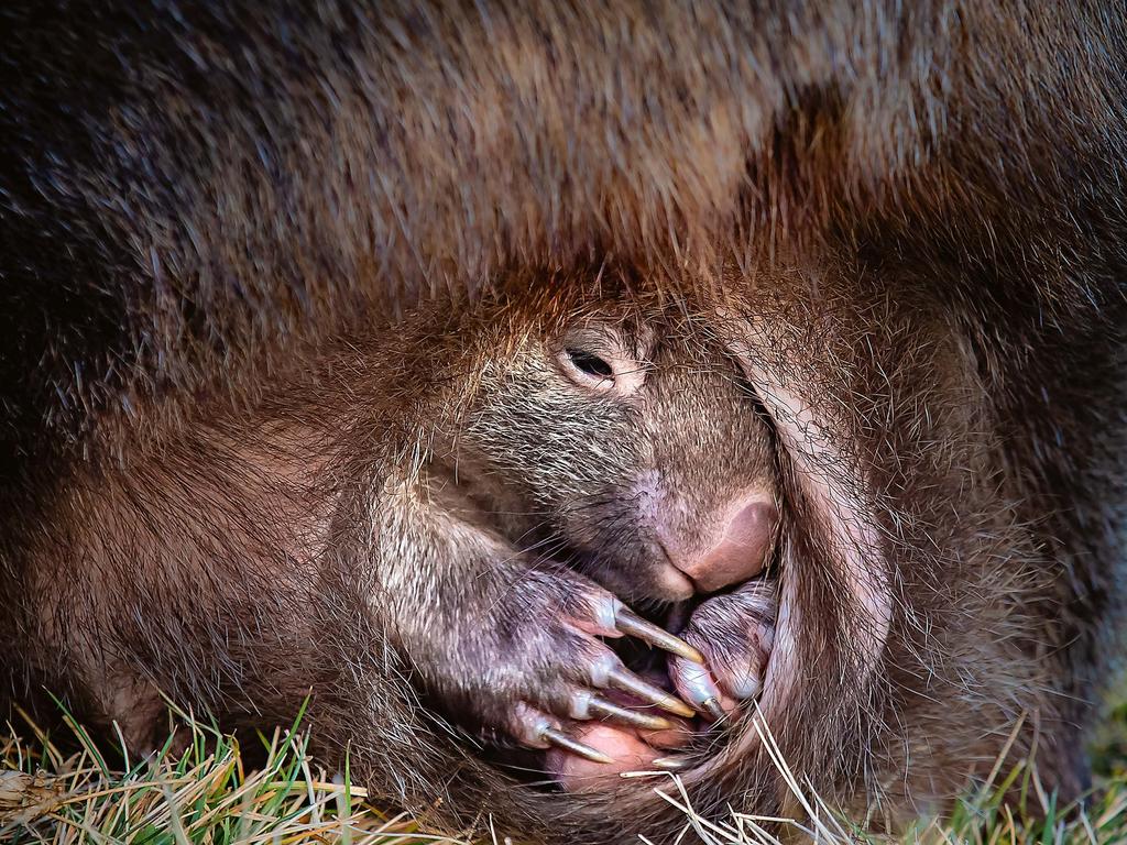 Australian Geographic Nature Photographer of the Year 2019