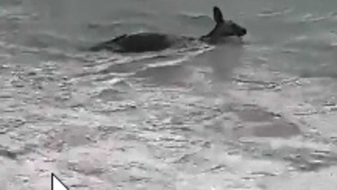 Police officers in daring rescue to save drowning kangaroo on