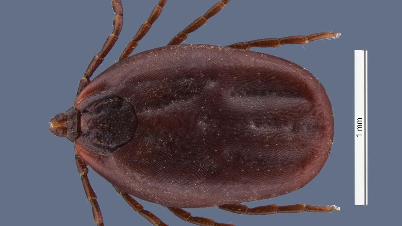 Ticked off Protect from Tasmania’s parasite hot spots Daily Telegraph