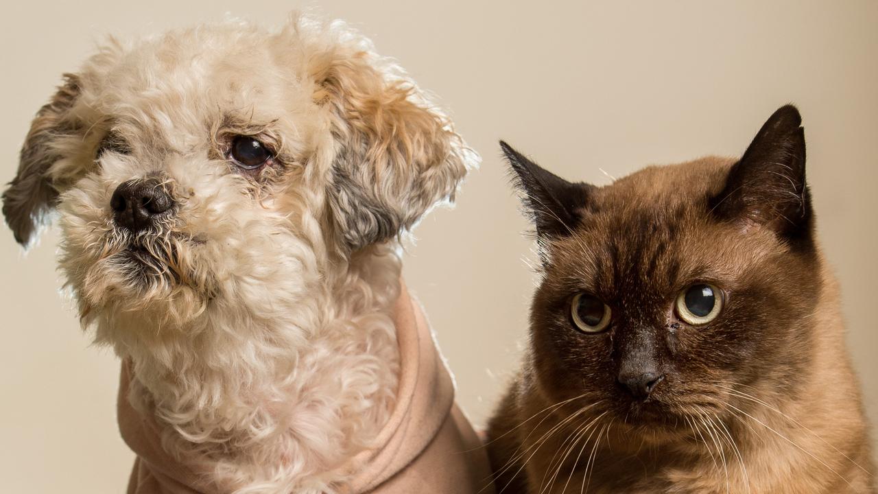 Cats vs dogs Guide reveals which is the better pet for you