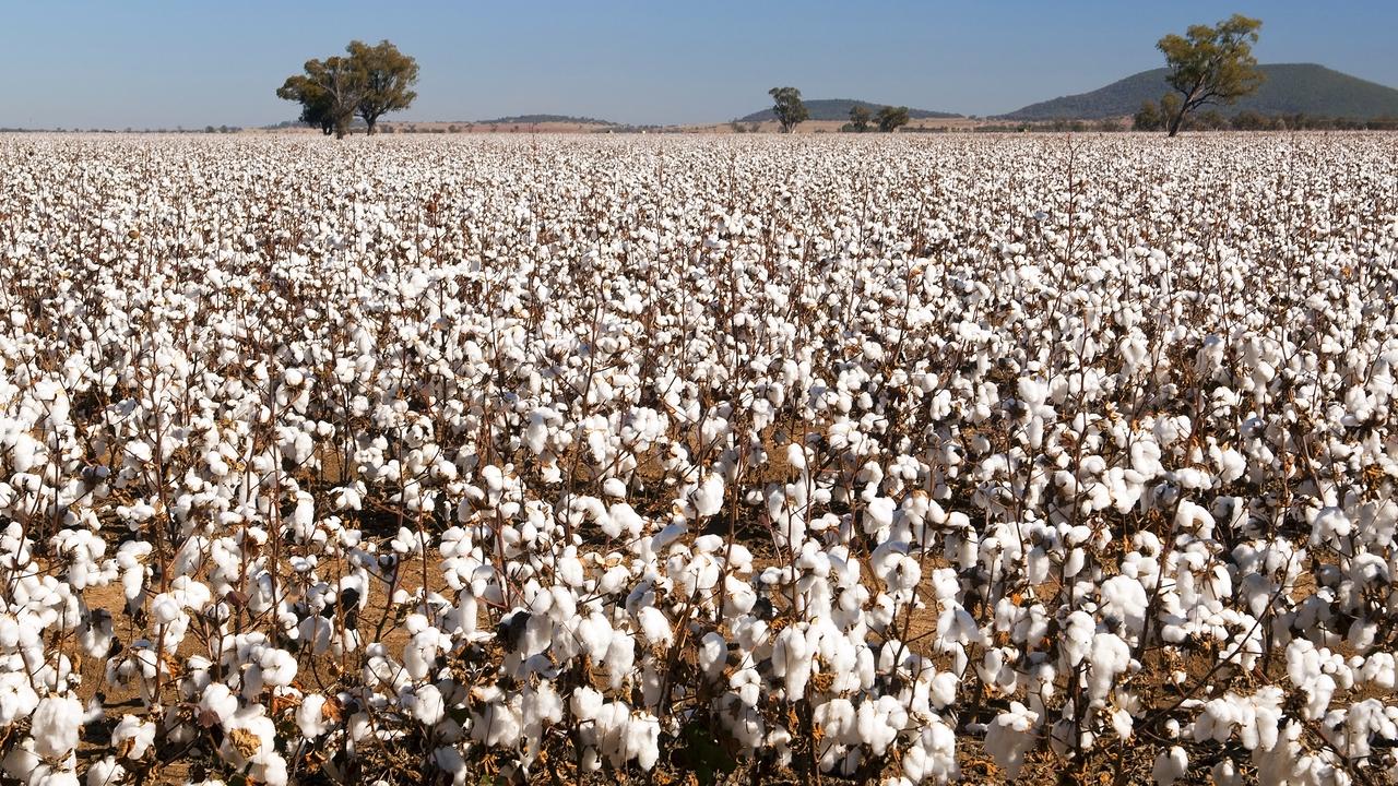 Latest fad is raw cotton stems for decor The Weekly Times