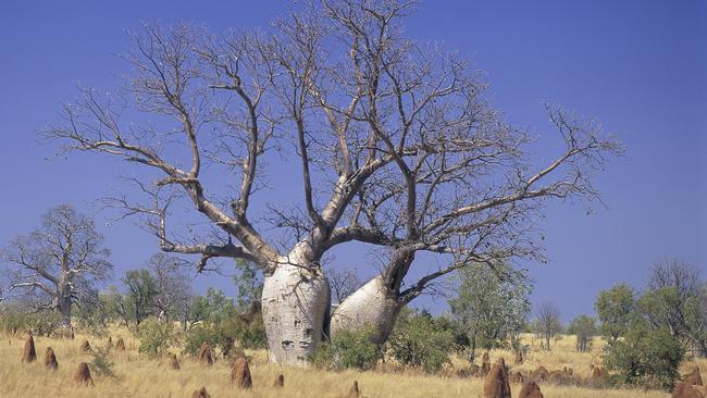 All you need to know about native trees and National Tree Day Daily