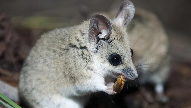 The Australian native animals noone knows about