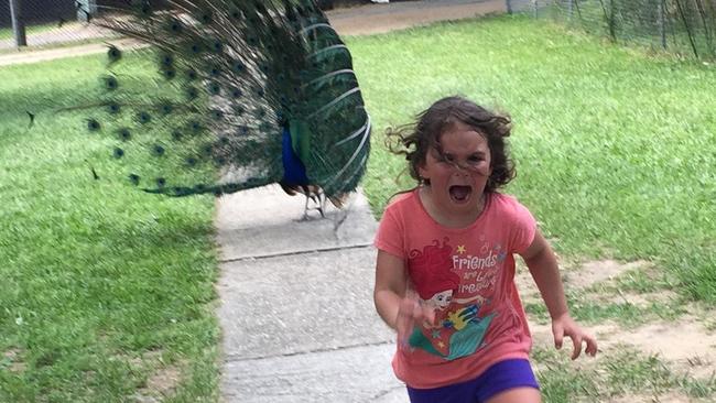 The Sad Peacock All Time Short Stories