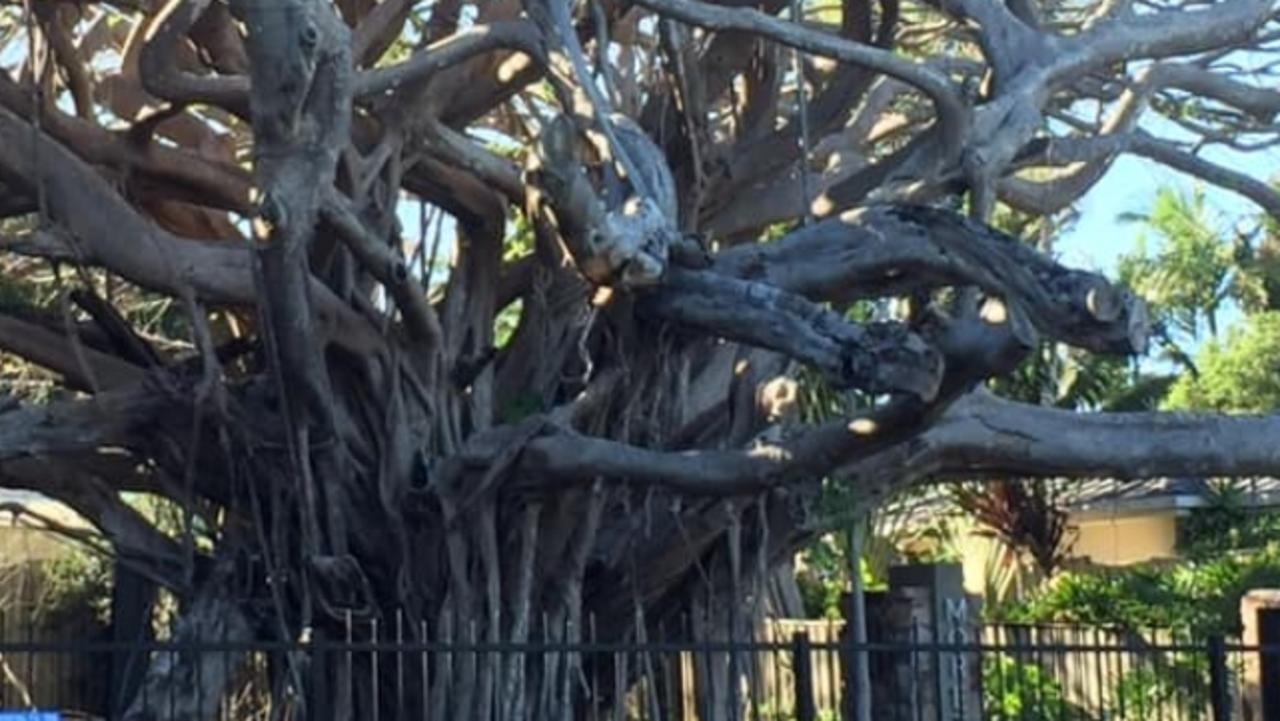 Ormiston fig tree dead Removal of historic tree brings back memories