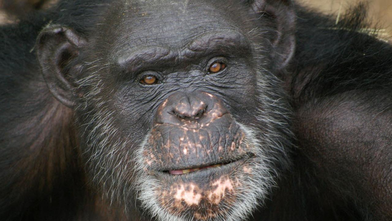 Chimpanzees make daring escape from Belfast Zoo Herald Sun