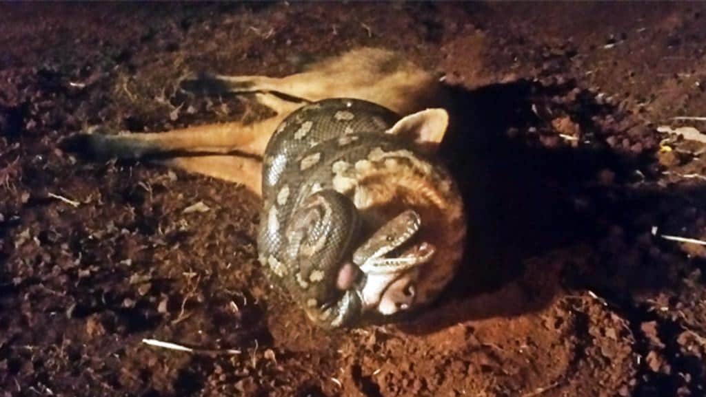 Python constricts fox in epic battle of nature Daily Telegraph