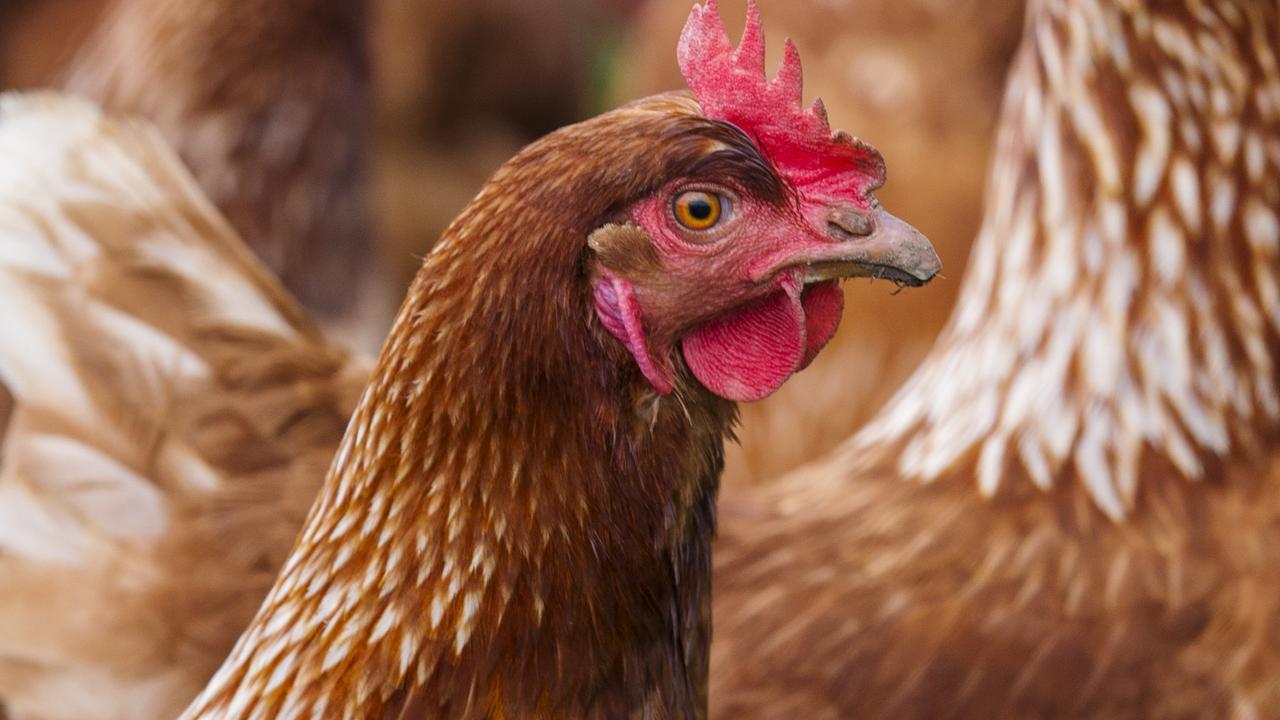 Meredith chicken farm proposed months after Golden Plains bird flu