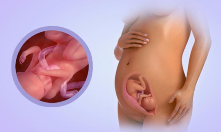 24 Weeks Pregnant- Symptoms And Pregnancy Dreams | Week-By-Week Pregnancy Guide -Kidspot