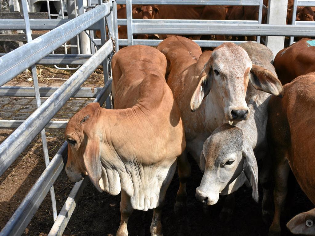 Central Queensland markets Male calves top 320c/kg The Weekly Times