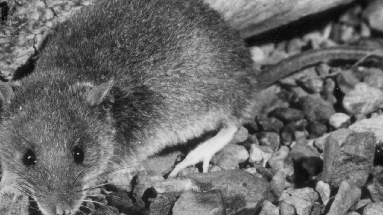 Backyard Tourist Where to spot vulnerable False Water Rat on Gold Coast Gold Coast Bulletin