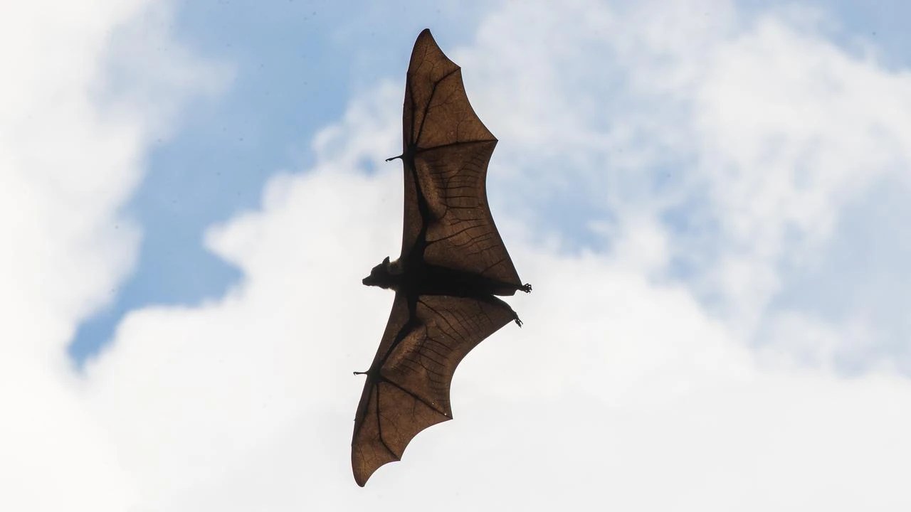 Cairns Bat Festival to be held on Esplanade on May 4 Cairns Post