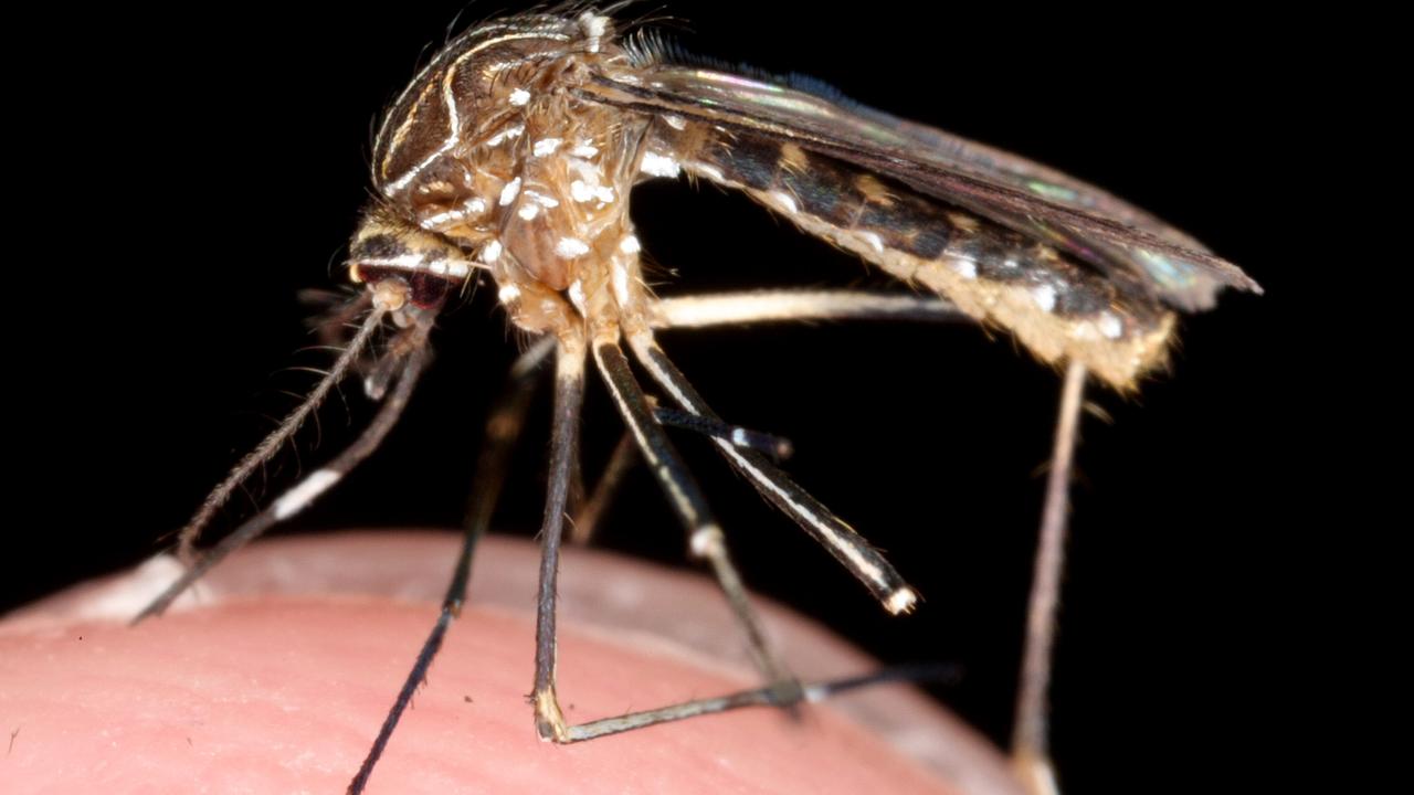 Queensland mosquitoes Brisbane, Moreton Bay and Gold Coast using