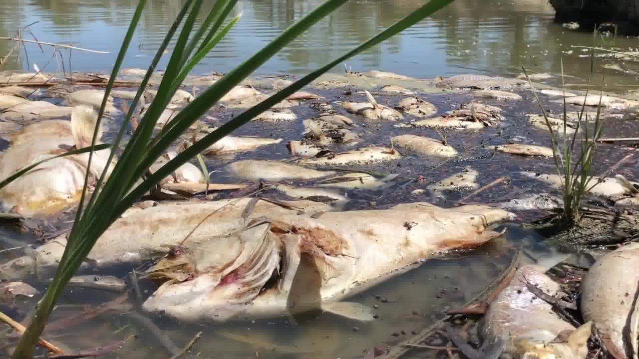 Fish kill report Calls to reserve more water in Menindee for Lower