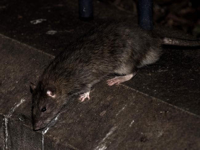 Giant rats eat threemonthold baby alive in Johannesburg after mother