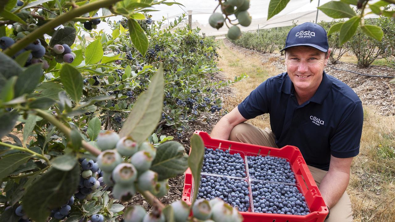 Blueberry picking at Costa Group’s Nine Mile blueberry farm underway