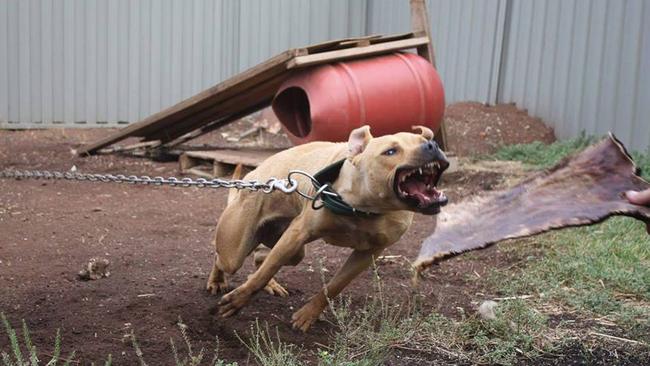 Dog fighting ring Queensland Pitbulls used in brutal ring in Southeast