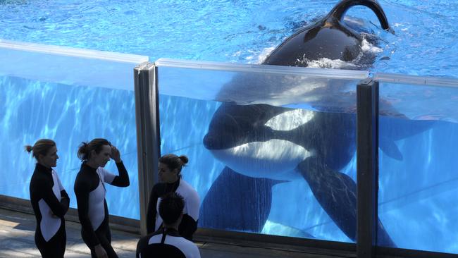 Grim reaper eyes infamous killer whale Tilly NT News