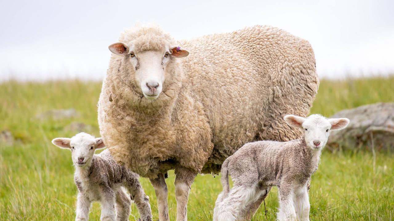 Minerva Foods buys Australian Lamb Co for 400m