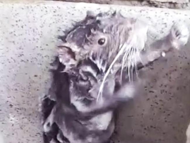 Rat takes a soapy shower watch the video