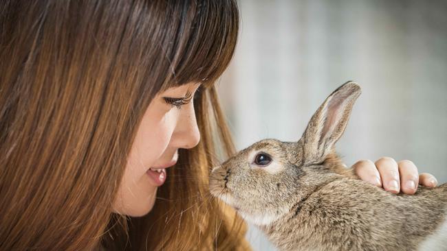 RunAway Rabbit Orphanage and David Johnson and Helen Hu