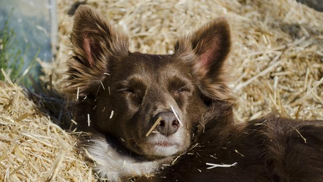 99+ Kelpie Cross Border Collie Brown And White l2sanpiero