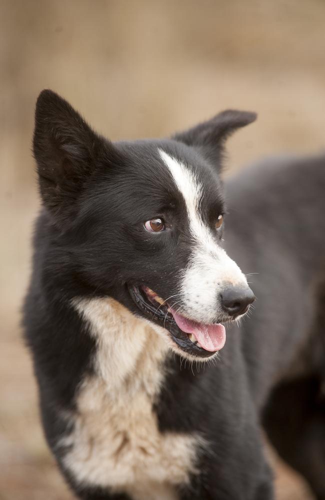 Farmer chases refund over Rex the cattle dog who won’t go near cattle