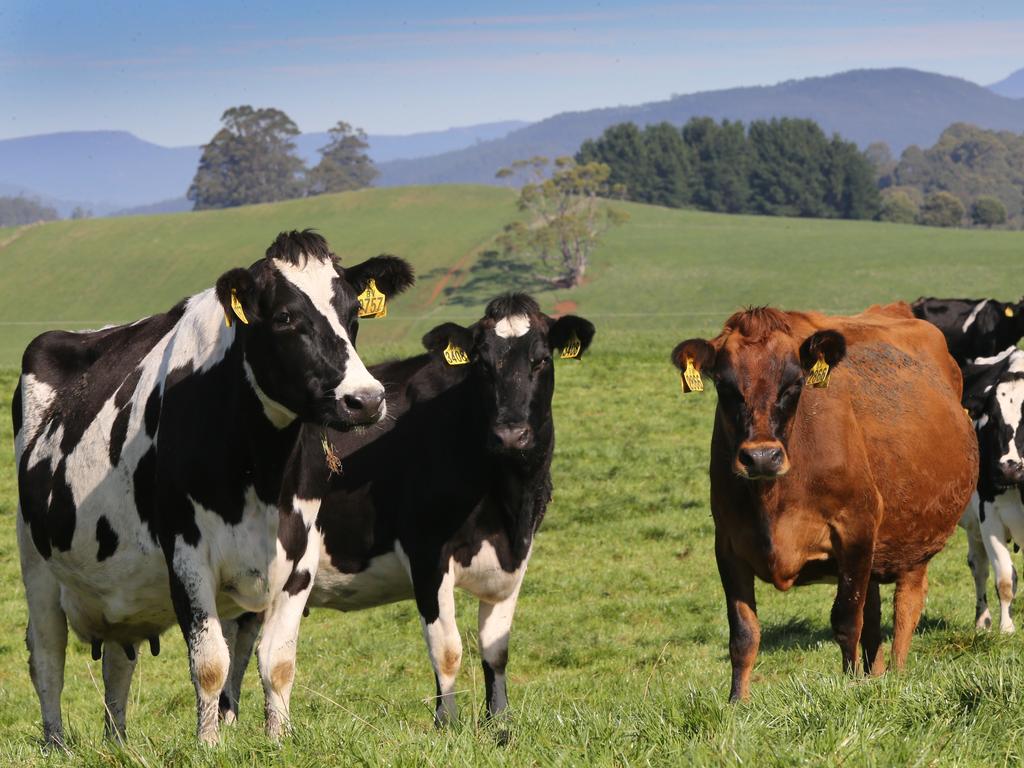 Tasmanian dairy farmers milk price announcements The Mercury